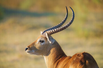Lechwe, Kobus leche, antelope in the golden grass wetlands. Lechve running in the river water, Okavango delta, Botswana in Africa. Wildlife scene from nature. 