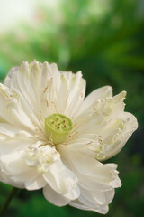 Close up of blossom white lotus flower on green background. Religion, asia symbolism concept.