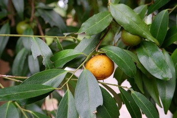 Fruits of Diospyros gracilis Fletcher tree in the garden.