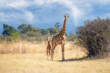 Giraffe and her baby seen on a safari, Giraffe in bush forest, evening light, sunset. Idyllic giraffe silhouette with evening blue sky, Botswana, Africa. Wildlife scene from nature.