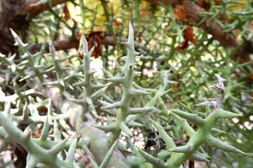 Close-up of Euphorbia Stenoclada in a park.