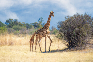 Giraffe and her baby seen on a safari, Giraffe in bush forest, evening light, sunset. Idyllic giraffe silhouette with evening blue sky, Botswana, Africa. Wildlife scene from nature.