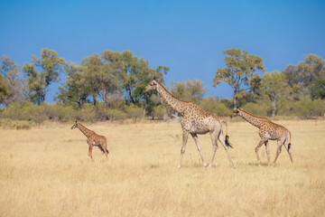 Group of giraffes walking through the valley, Chobe National Park, Botswana
