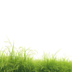 Grass isolated on a transparent background