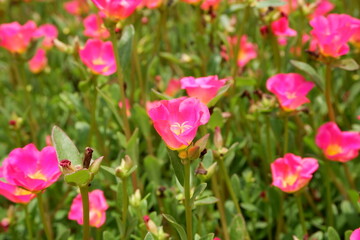 Obraz premium Common Purslane, also known as Little Hogweed
