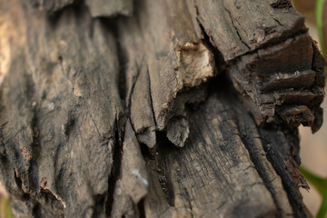  Close-up of weathered wood, showcasing intricate textures and layers formed over time. A natural display of decay and resilience in earthy tones.