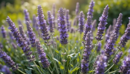 Obraz premium Sunlit Lavender Field A Stunning Display of Purple Flowers and Green Foliage