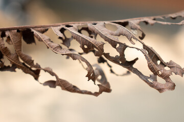 A close-up of a dried, decayed leaf with intricate holes, symbolizing nature s delicate balance and...
