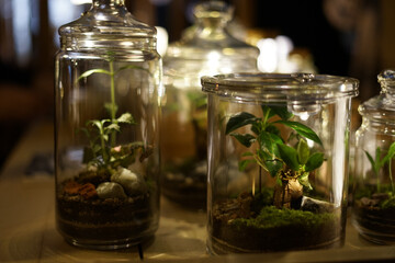 苔とガラスの調和