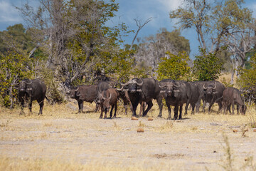 Fototapeta premium Herd of African buffalo or Cape buffalo (Syncerus caffer) in Moremi national park, Botswana 