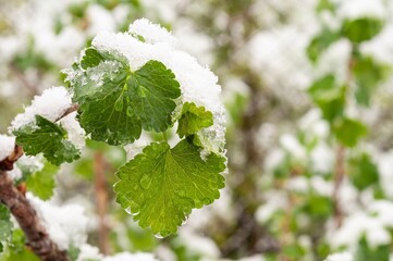 A close-up shot of fresh green leaves covered with a layer of snow in spring.