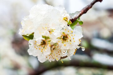 Snow-covered white blossoms bloom in the spring, highlighting nature's resilience during cold weather.