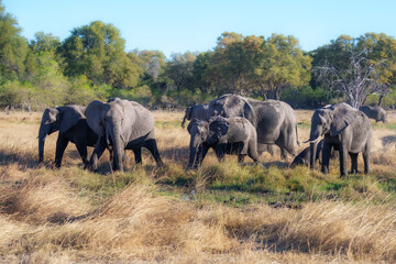 A group of elephant families go to the water's edge for a drink - African elephants standing near lake in Botswana at beautiful African Sunset.  © Miroslav Srb