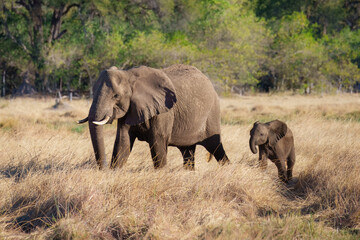 A group of elephant families go to the water's edge for a drink - African elephants standing near lake in Botswana at beautiful African Sunset.  © Miroslav Srb