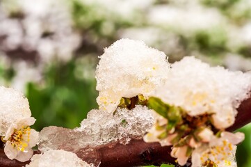 Unexpected spring snow blankets delicate cherry blossoms, creating a unique contrast.