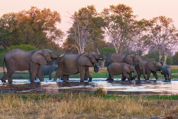 A group of elephant families go to the water's edge for a drink - African elephants standing near lake in Botswana at beautiful African Sunset.  © Miroslav Srb
