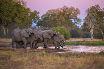 A group of elephant families go to the water's edge for a drink - African elephants standing near lake in Botswana at beautiful African Sunset.  © Miroslav Srb