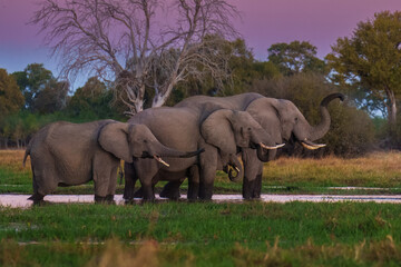 A group of elephant families go to the water's edge for a drink - African elephants standing near lake in Botswana at beautiful African Sunset.  © Miroslav Srb