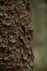 tree bark texture