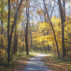 Fototapeta premium Forest Pathway Illuminated by Warm Autumn Sunlight Amidst Golden Leaves of a Tranquil Woodland Setting
