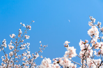 青空に映える四月の桜と白い月