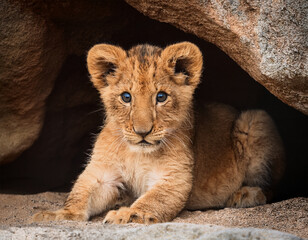 Obraz premium a lion cub in a cave