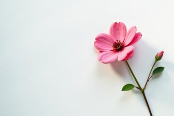 Fototapeta premium A solitary flower against a clean white surface with slight shading, flowers, bloom