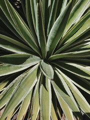 Fototapeta premium Top View of Agave Plant with Green Leaves