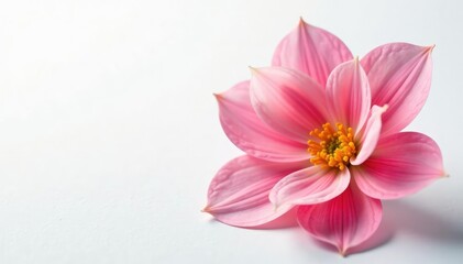Delicate flower petals softly unfolding on white background, delicate, flowers