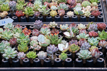 Colorful selection of succulents arranged neatly in plant pots at a local nursery in the afternoon sun