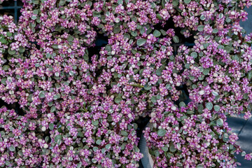 Fototapeta premium Purple floral display featuring vibrant clusters of small flowers in a garden setting during sunny weather