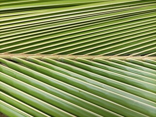 Close-up of green coconut leaves background