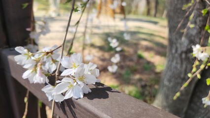 flowers in the garden