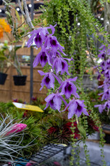 Beautiful purple orchids blooming in a vibrant floral display at a garden center during the spring season