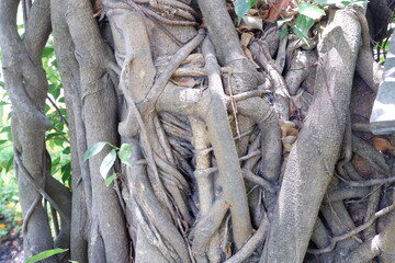 Close-up of the roots of the Banyan Tree.