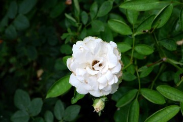 White roses are blooming in the garden.