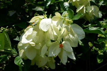 Close-up Mussaenda philippica (Aurorae) in a park