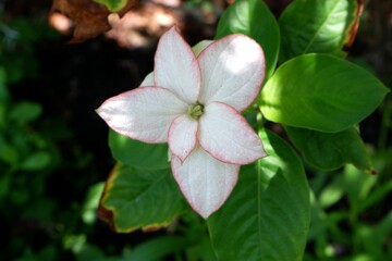 Close-up Mussaenda philippica (Aurorae) in a park