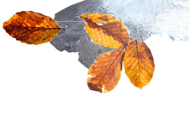 Autumn leaves on ice. Nature background