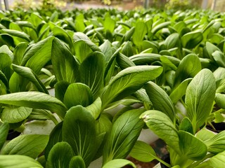 Fototapeta premium Cultivation of pakcoy plants using hydroponic methods