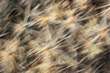 blurred motion image of thorn