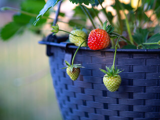 truskawka wisząca © Marek