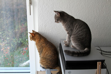 Two cute tabby cats at home office looking out of window on and autumn day. Photo taken October...