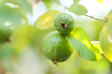 Guava fruit - Fresh guava fruit on a tree ready for harvest, close up guava fruit