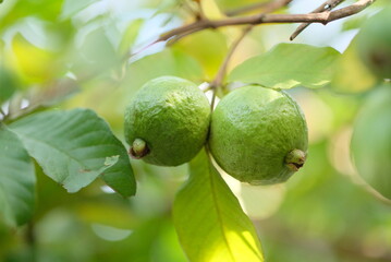 Guava fruit - Fresh guava fruit on a tree ready for harvest, close up guava fruit
