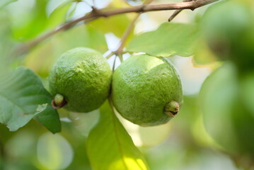 Guava fruit - Fresh guava fruit on a tree ready for harvest, close up guava fruit