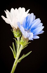 Fototapeta premium Intricate cornflowers, delicate blue against matte black , graphic, close-up, studio shot isolated 