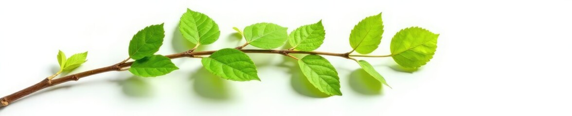 isolated branch on white background with subtle leaf veins, natural, greenery, wood