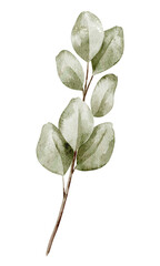 Watercolor illustration of a Eucalyptus Branch with soft green leaves. Botanical Drawing for wedding invitations or childish greeting cards. Art of tropical herb on isolated background.