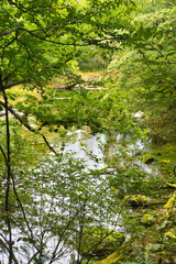 日光 (奥日光）　戦場ヶ原自然研究路 　コピースペースあり（日本栃木県日光市） Nikko (Okunikko) Senjogahara Nature Study Trail (Senjogahara Marshland) with copy space  (Nikko City, Tochigi Prefecture, Japan)